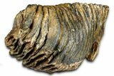 Fossil Woolly Mammoth Lower M Molar - North Sea Deposits #370395-4